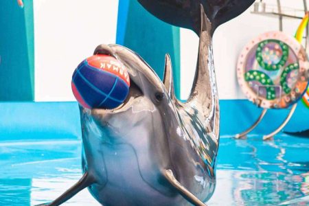 Pattaya Dolphin Show