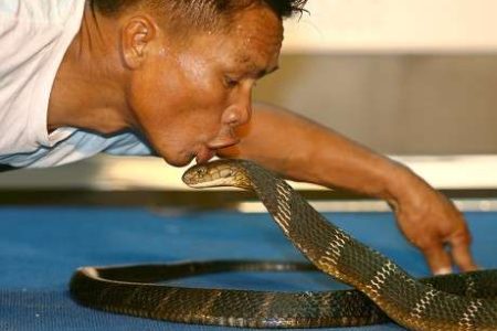 Snake Show Pattaya